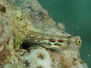 ecsenius pictus